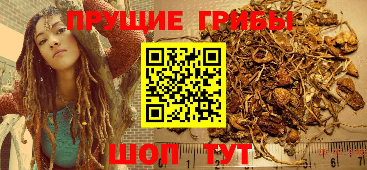 Псилоцибиновые грибы Psilocybe Борзя
